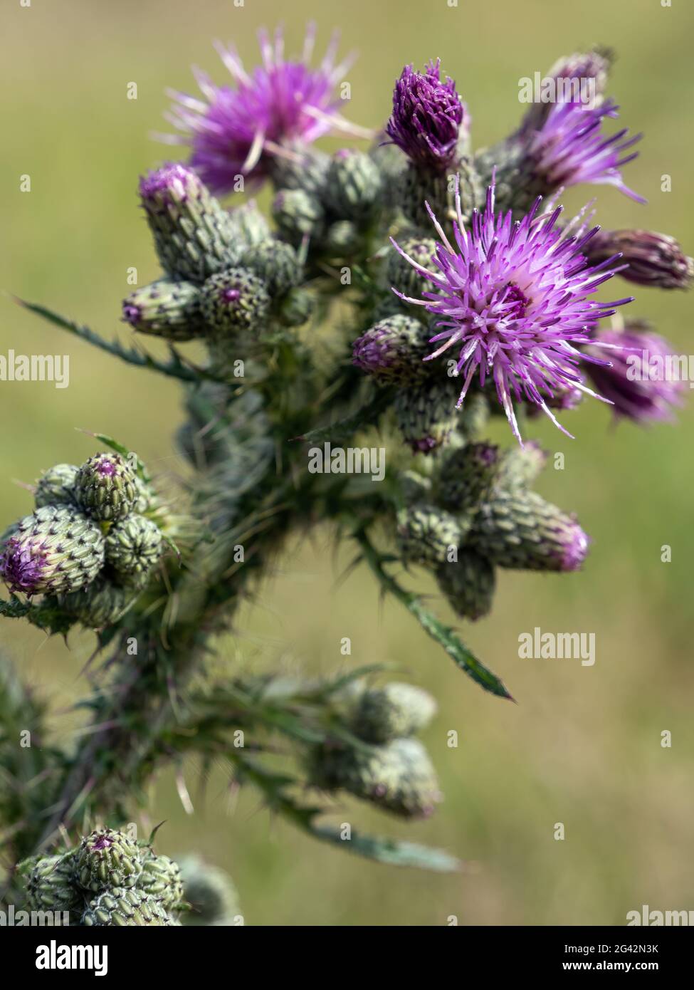 Marsh Thistle (Cirsium palustre) beginnt im Sommer in West Sussex zu blühen Stockfoto