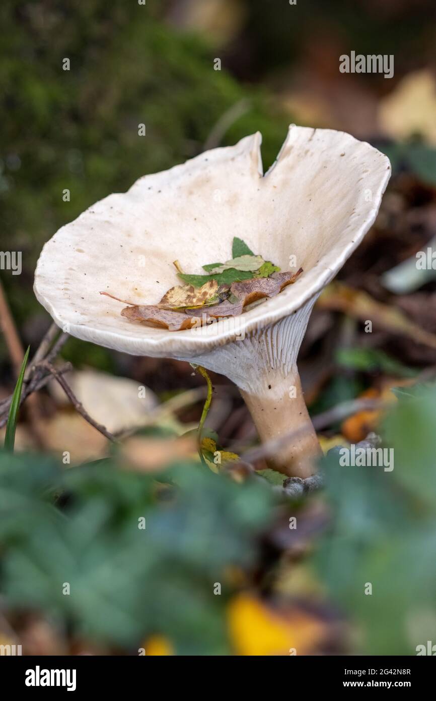Trooping Funnel (Clitocybe geotropa) langstielige Pilze Stockfoto