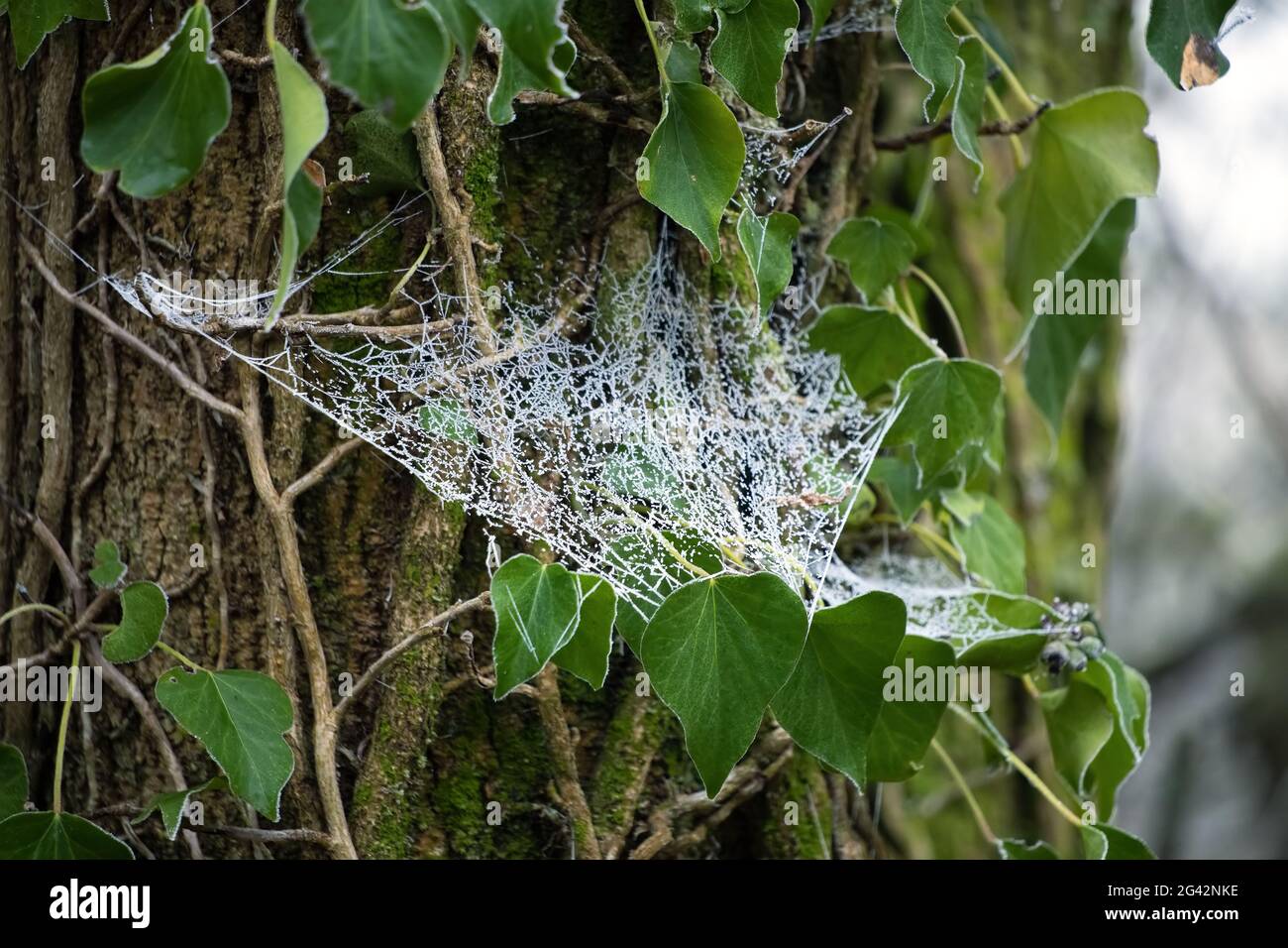 Spinnen Netz glitzern mit Reif an einem Wintermorgen Stockfoto