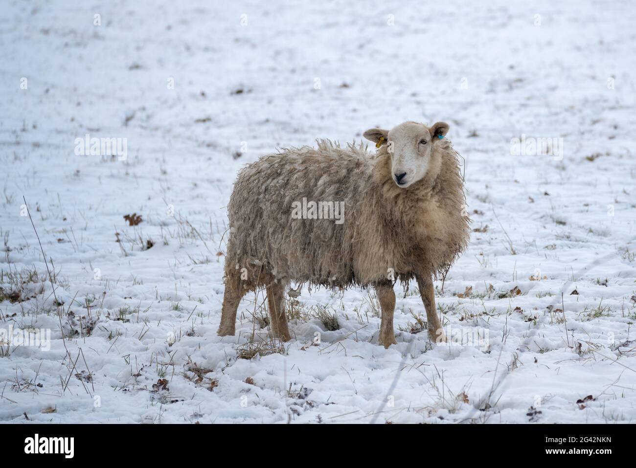 Schafe im Schnee in East Grinstead in West Sussex Stockfoto