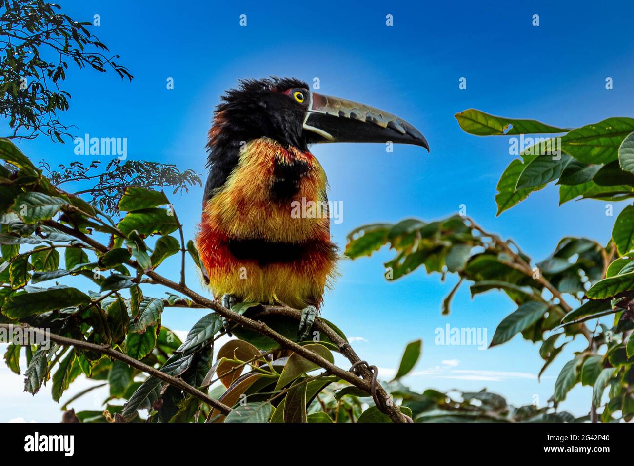 Aracari mit Kragen thront hoch auf einem Baum mit klarem blauen Himmel Hintergrund Stockfoto