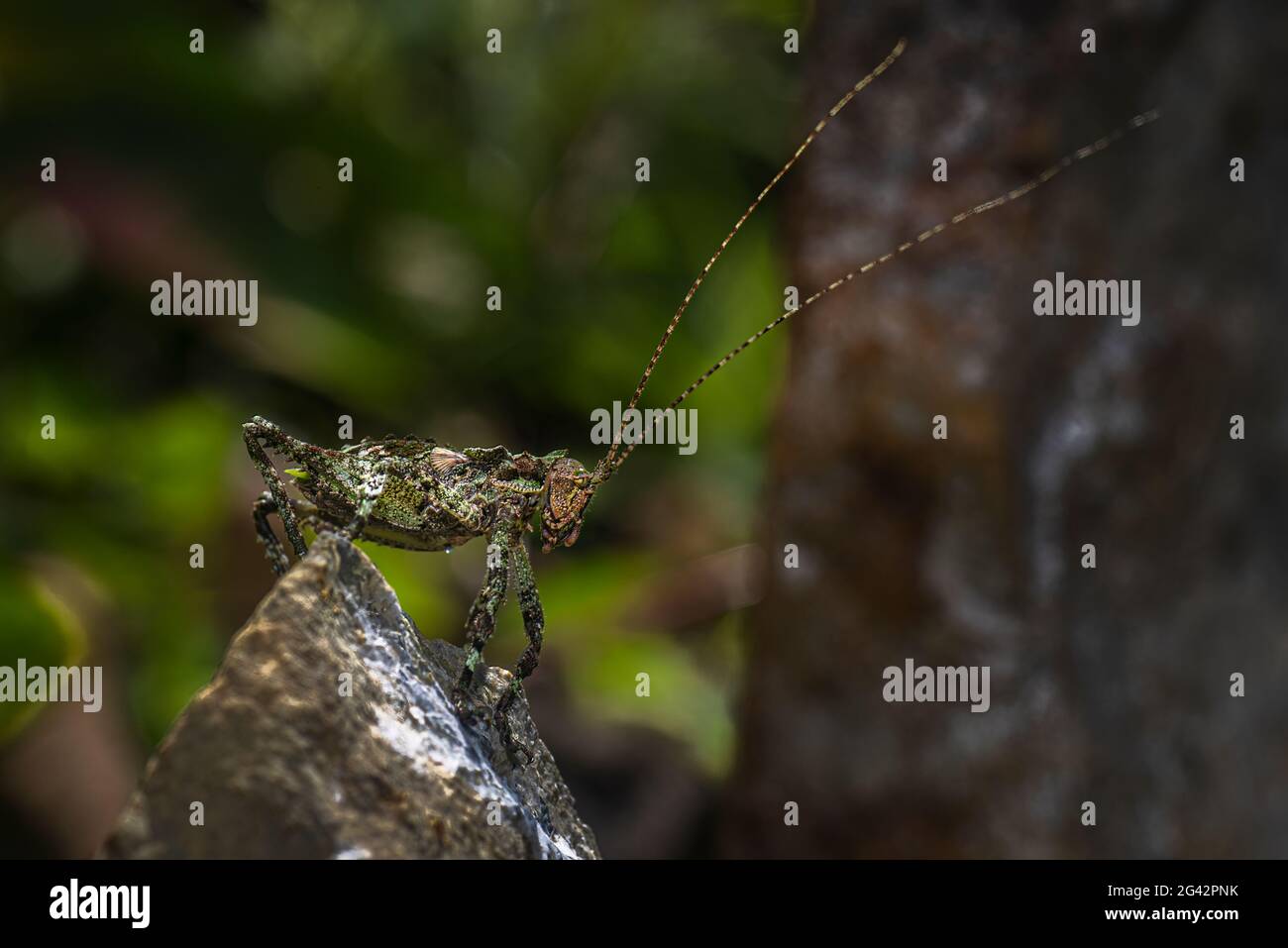Flechten-Heuschreckenmakro ein gutes Beispiel für Biodiversität Stockfoto
