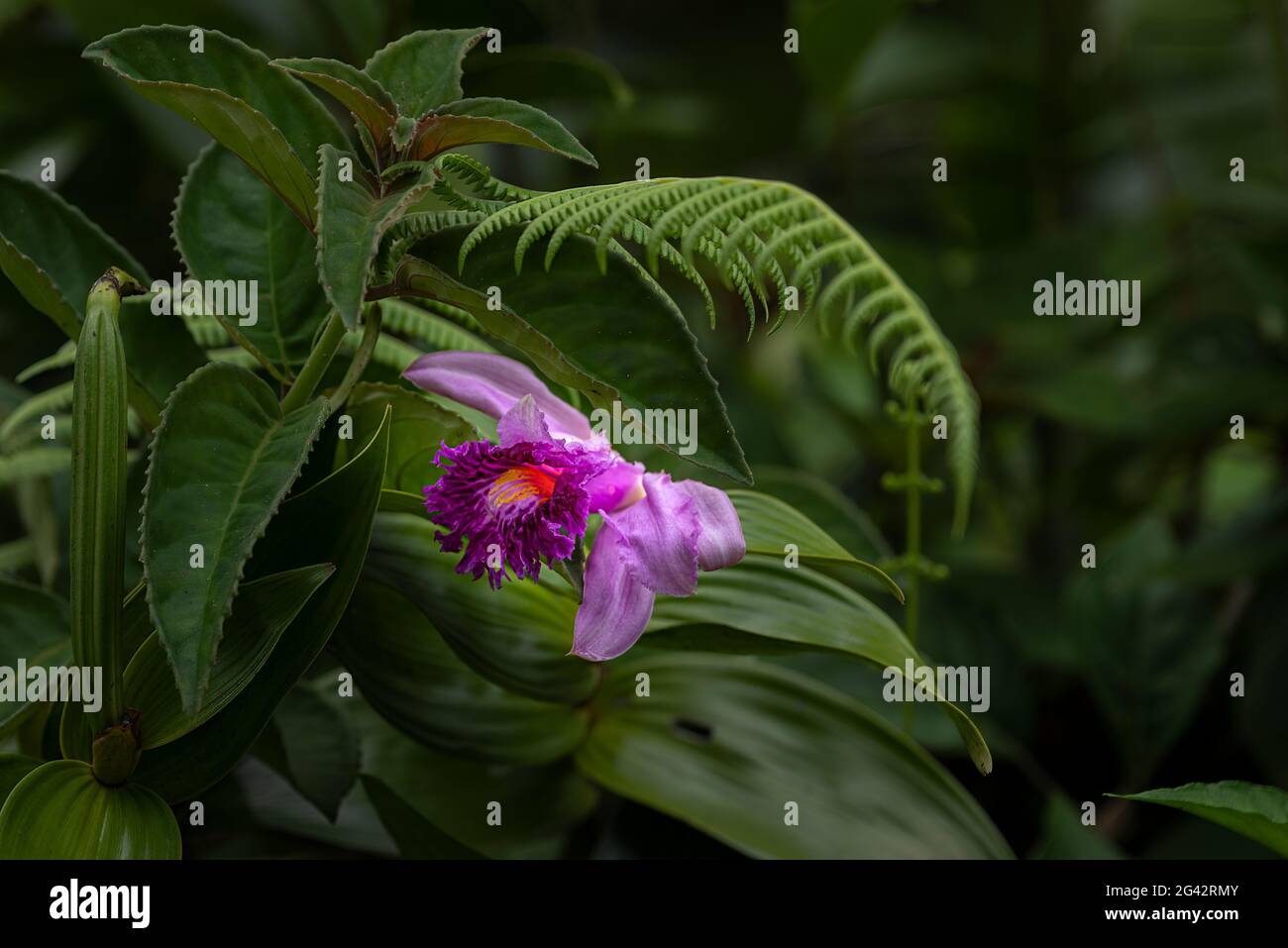 Tropische lila Sobralia Orchidee mit üppig grünen Regenwald Hintergrund Stockfoto