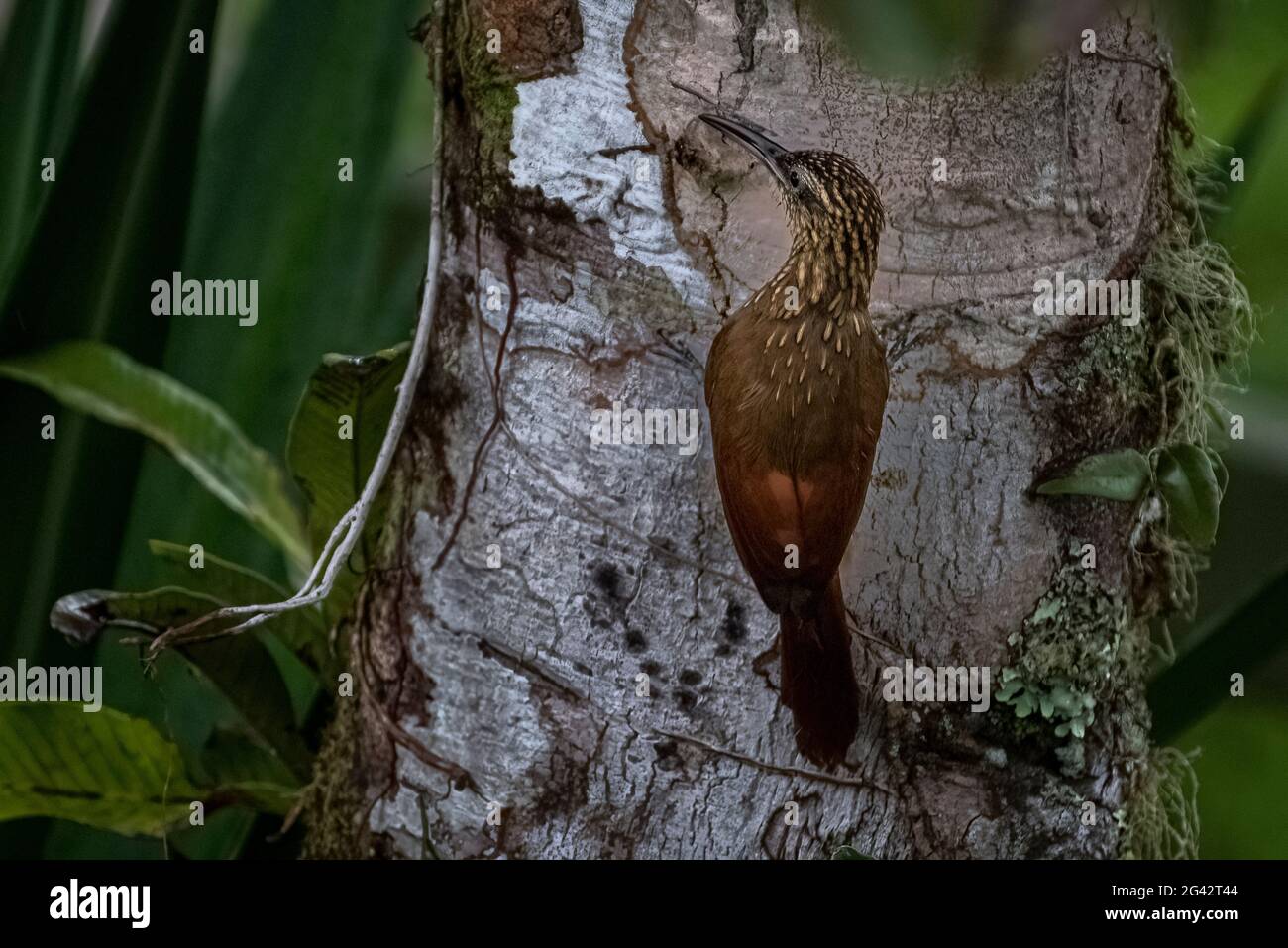 Gefleckter Waldkriechler, der auf einem Baum auf der Suche nach Nahrung klettert Stockfoto