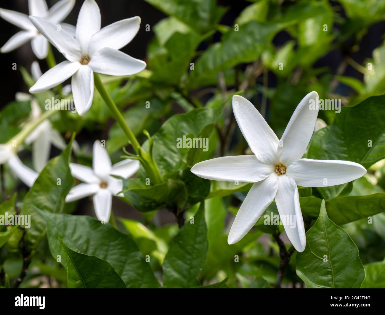 Nahaufnahme von weißen Blüten von Sambac Jasmin (Jasminum sambac) gegen üppig grüne Blätter Stockfoto
