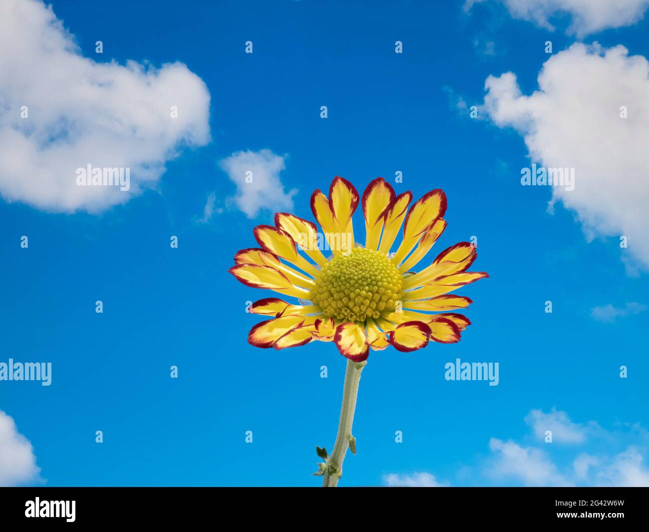 Nahaufnahme der Chrysantheme gegen den blauen Himmel mit flauschigen weißen Wolken Stockfoto