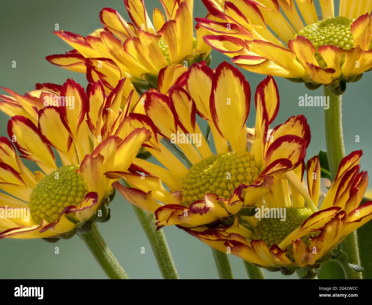 Nahaufnahme der Chrysanthemen vor grünem Hintergrund Stockfoto