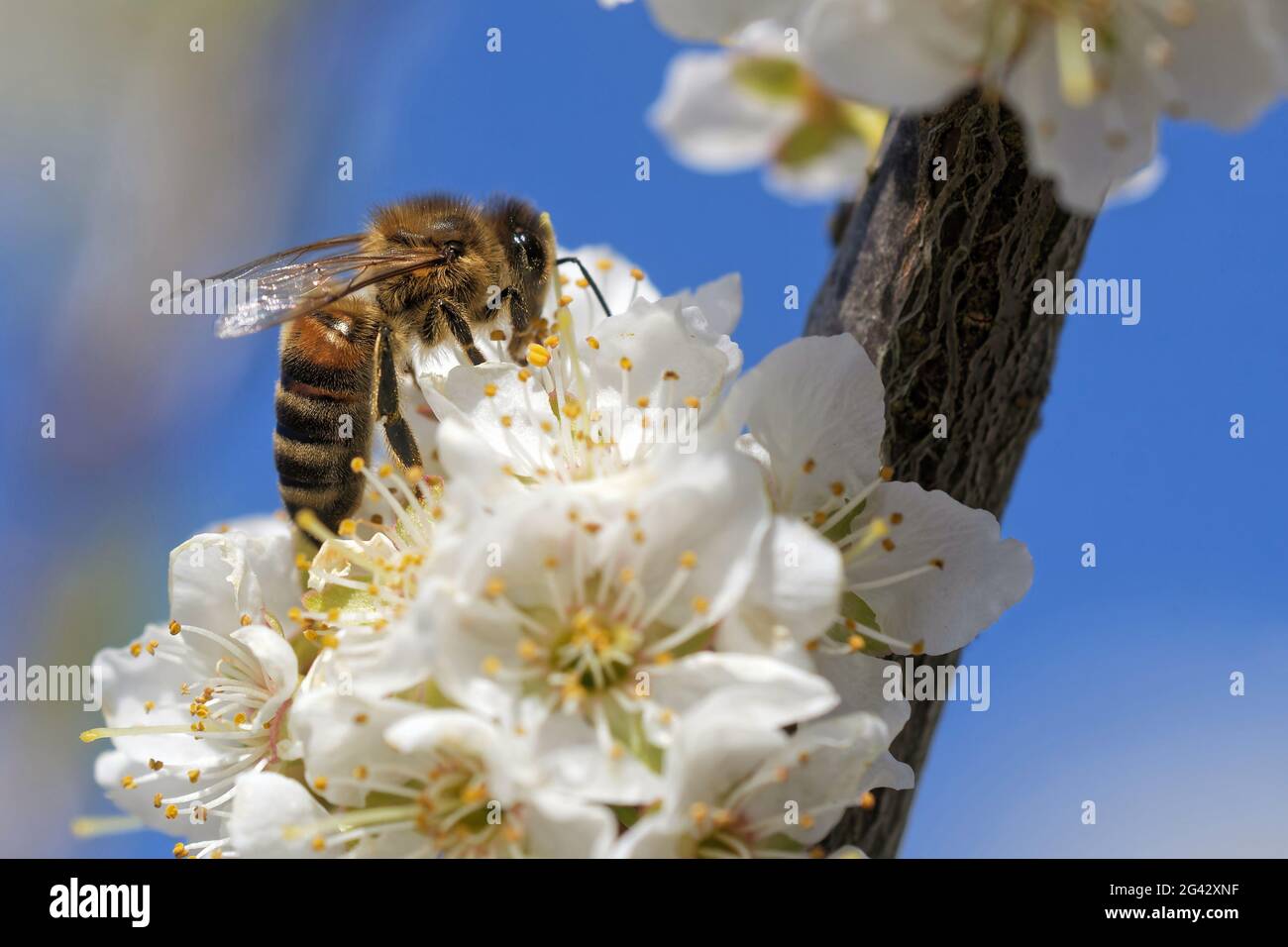 Die Biene bestäubt eine Blüte Stockfoto