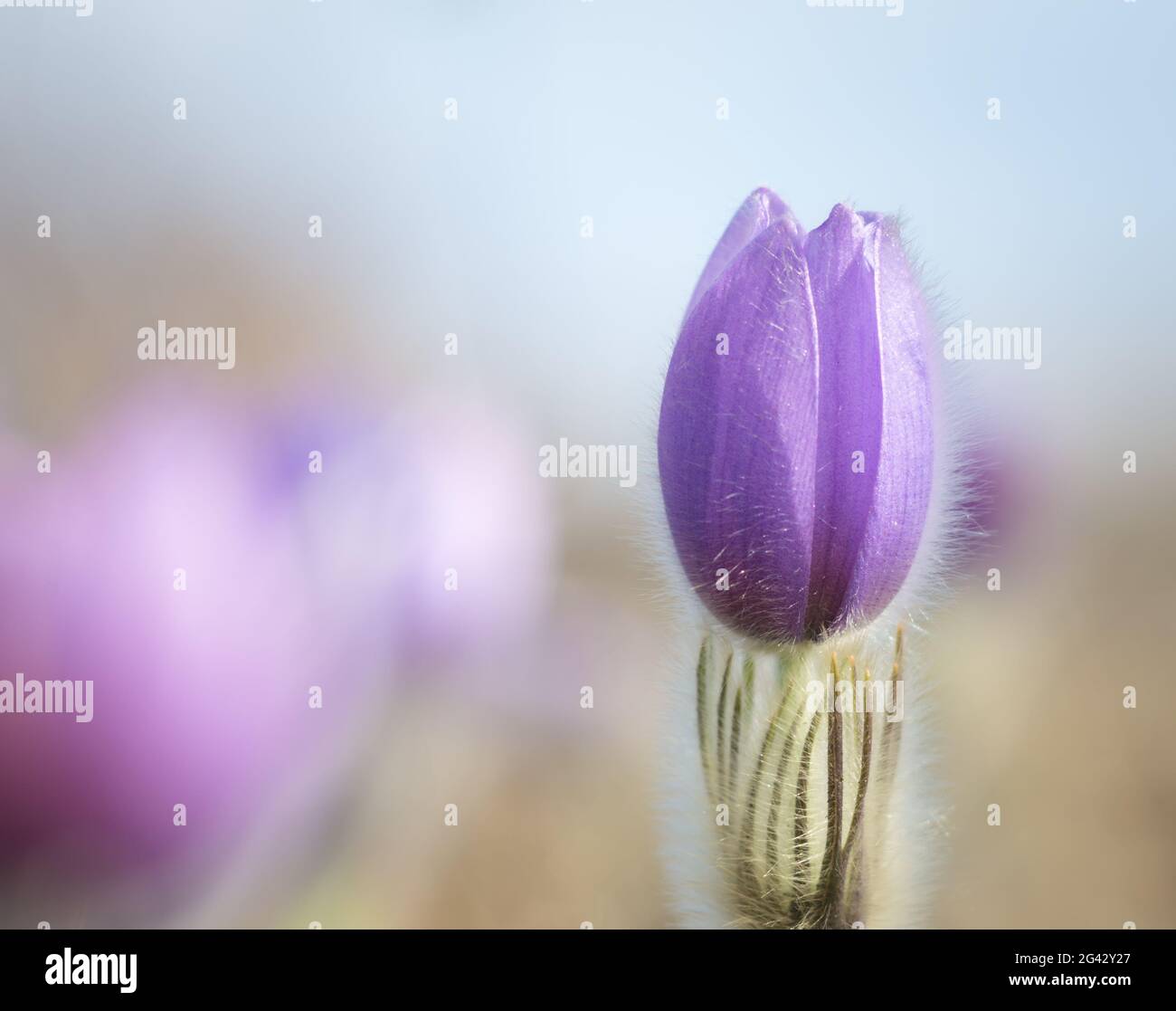 Pasque Blume auf einer Wiese Stockfoto