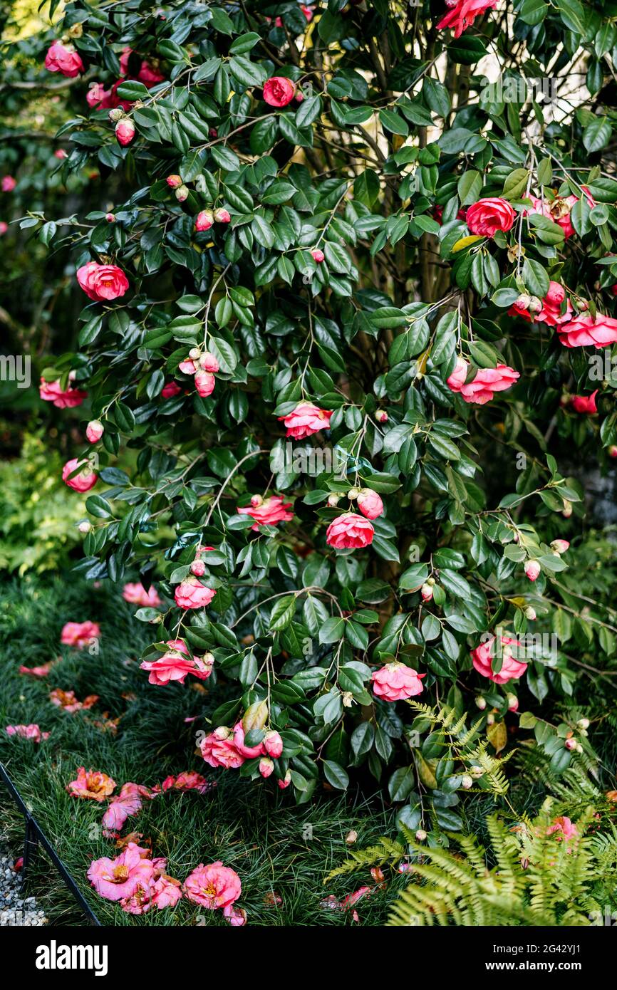 Busch von rosa Kamelie mit grünen Blättern auf dem Gras. Stockfoto