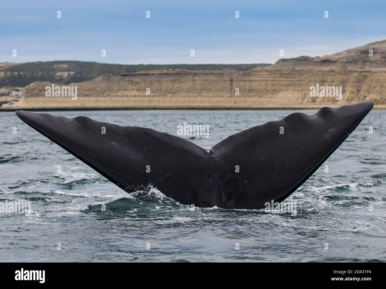 Südlicher rechter Walschwanz, Peninsula Valdes, UNESCO-Weltkulturerbe, Patagonien, Argentinien. Stockfoto