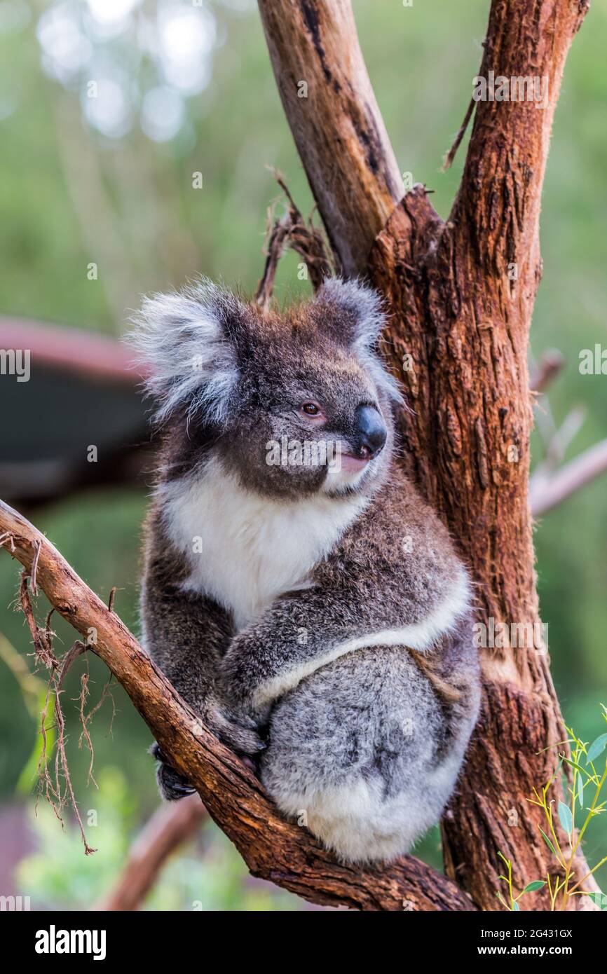 Koala ist ein Säugetier Stockfoto