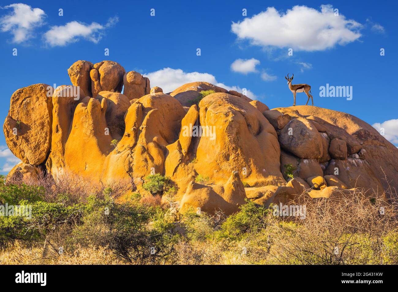 Langbeiniger Antelope-Springbock Stockfoto