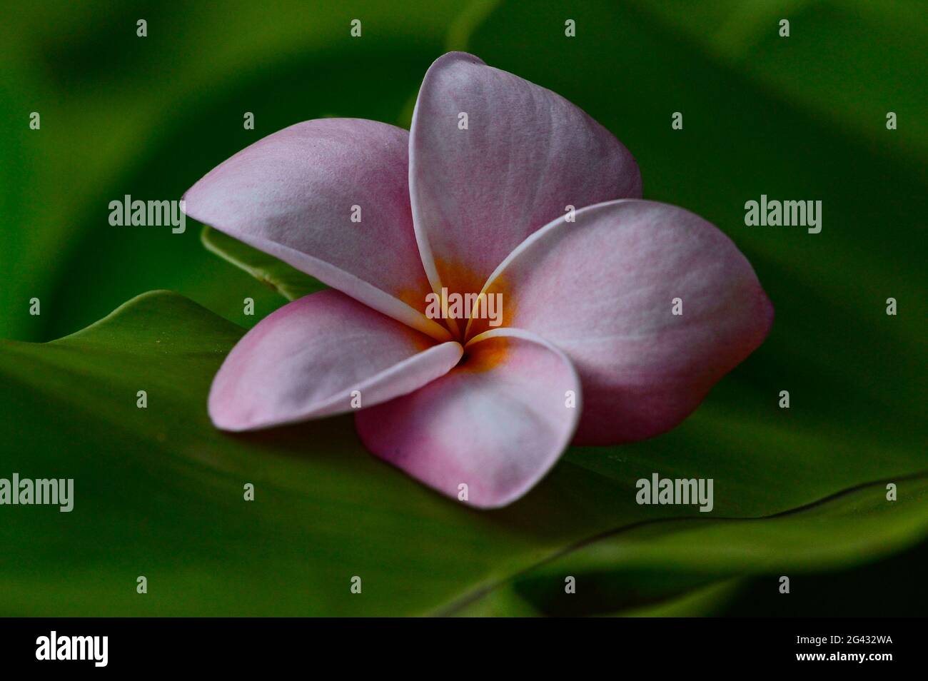Eine Blüte in den Tropen, Darwin, Northern Territory, Australien Stockfoto