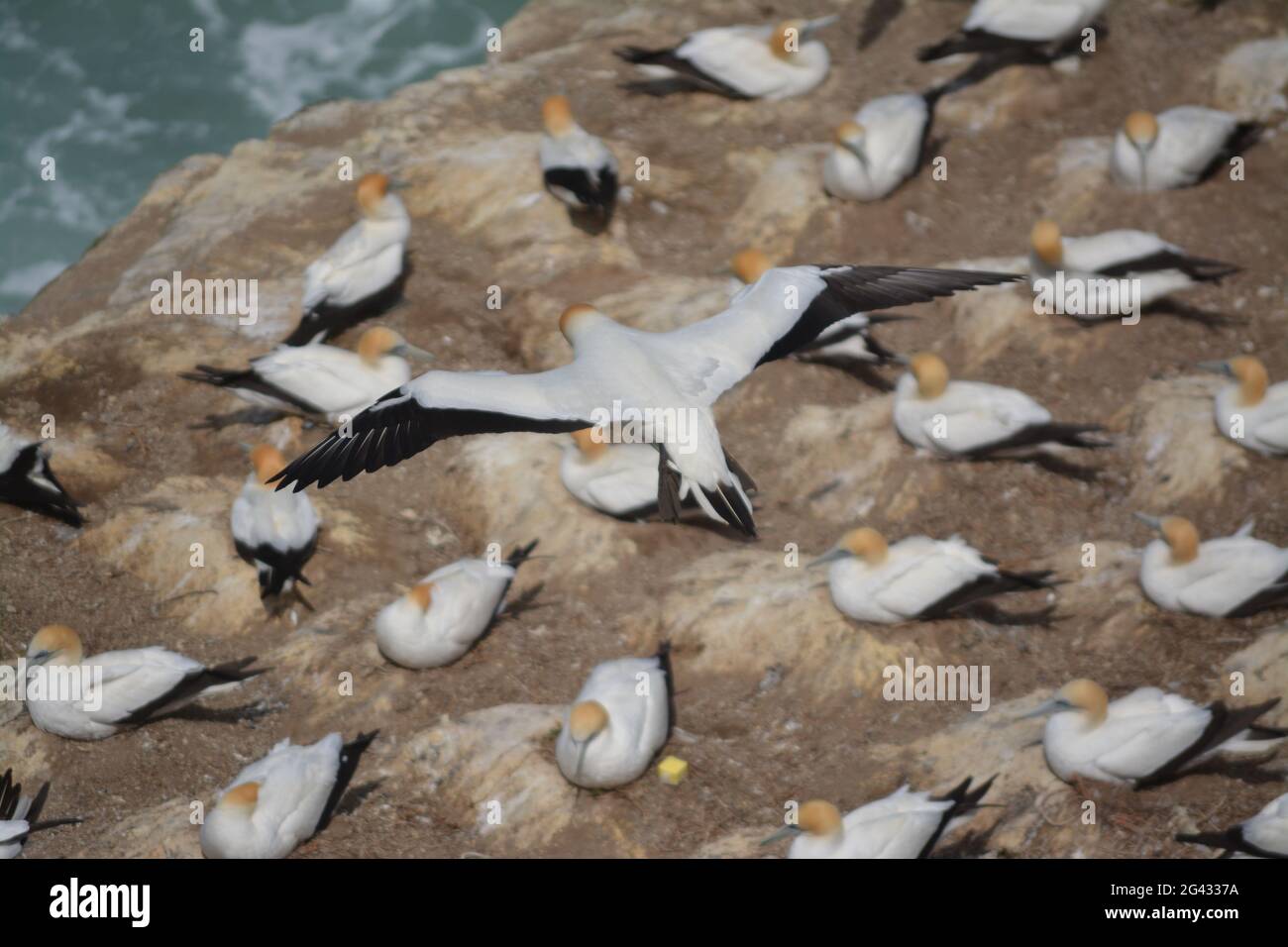 Muriwai Gannet Kolonie, Auckland, Neuseeland Stockfoto