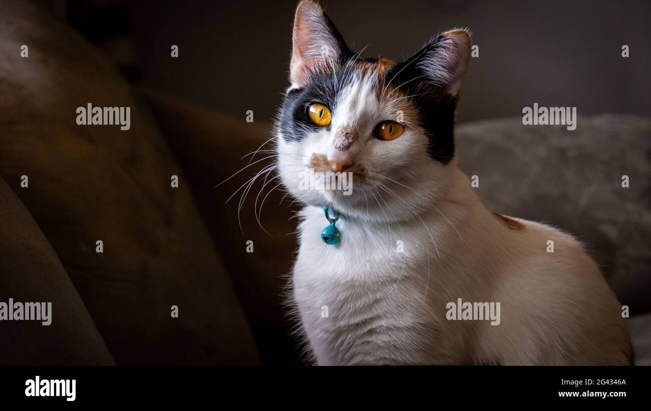 Calico Katze mit orangefarbenen Augen Stockfoto