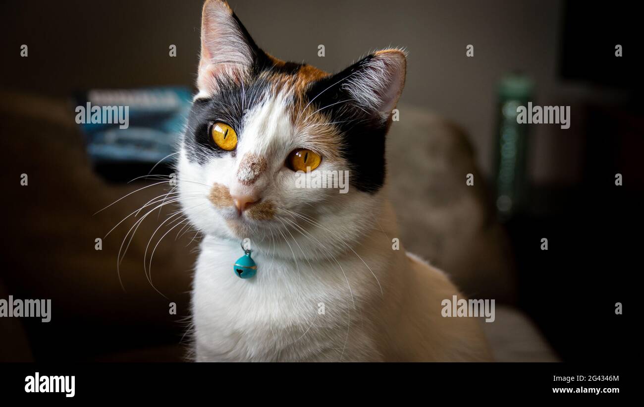 Calico Katze mit orangefarbenen Augen Stockfoto