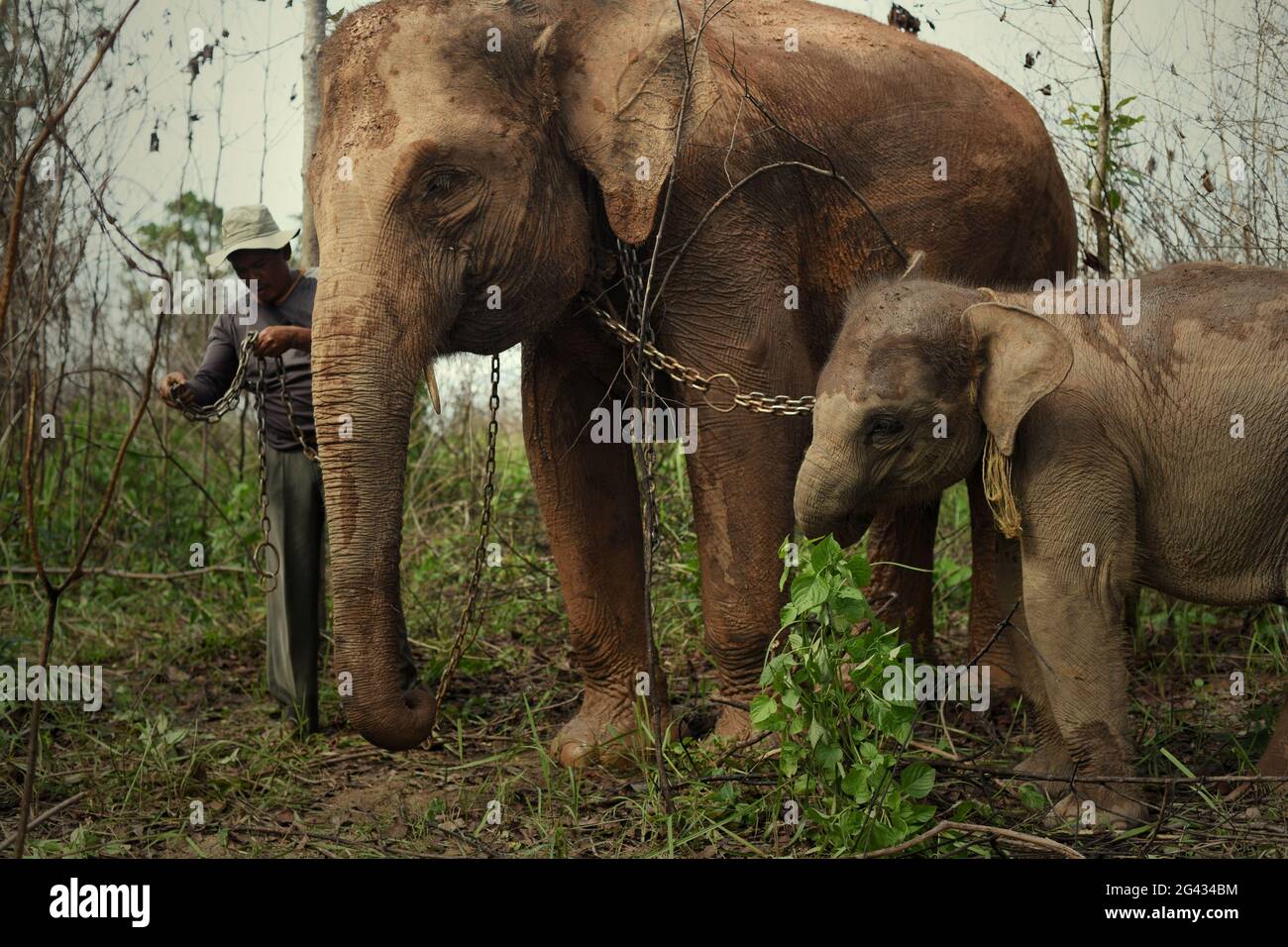 Rebo, ein Mahout, bereitet seine Elefanten auf einen Spaziergang zurück zum Elefantenzentrum vor, nachdem sie sich im Way Kambas National Park, Indonesien, von den Büschen ernährt haben. Stockfoto