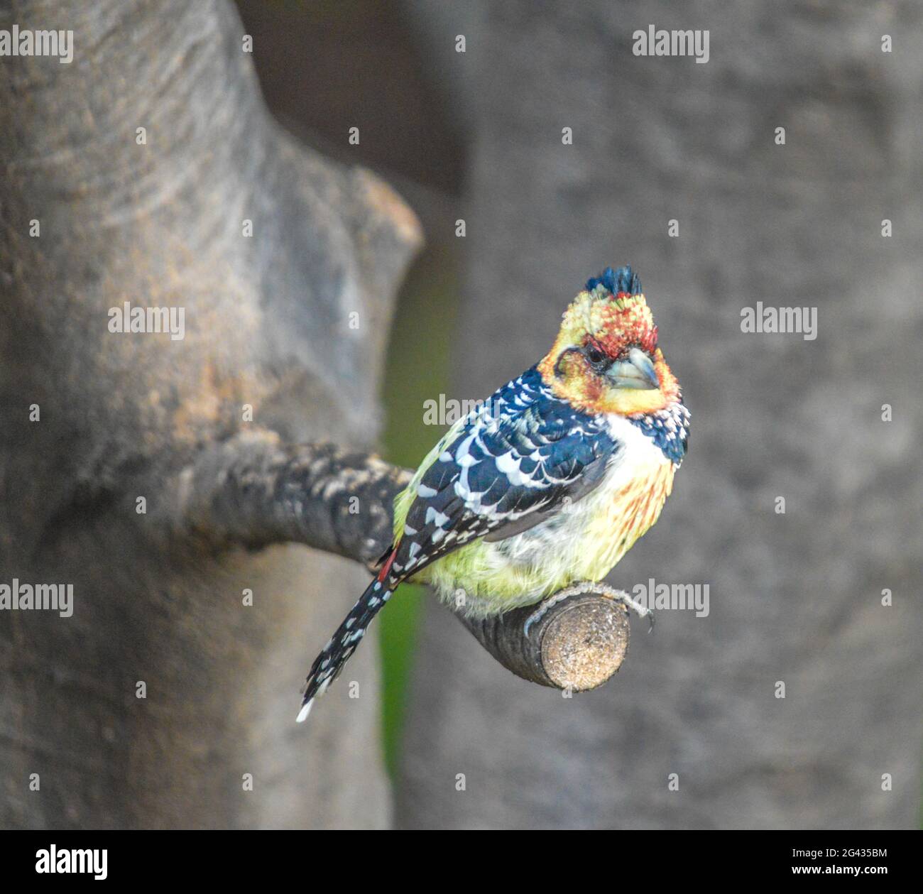 Ein ausgeruhter Barbet (Trachyphonus vaillantii) Auf einem Baumzweig im südafrikanischen Wildreservat gelegen Stockfoto