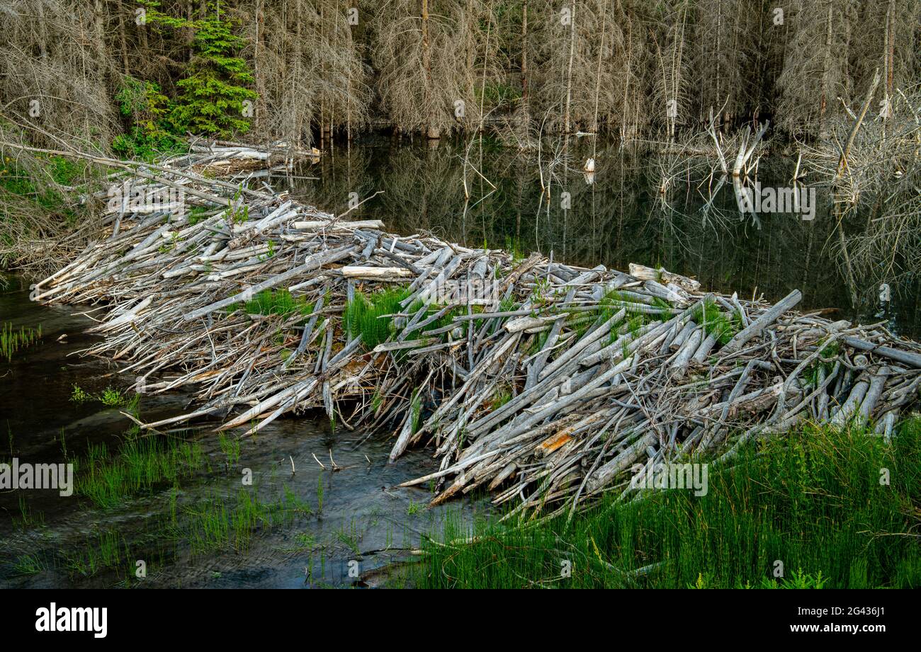 Landschaft mit Biberdamm am Fluss, Alberta, Kanada Stockfoto