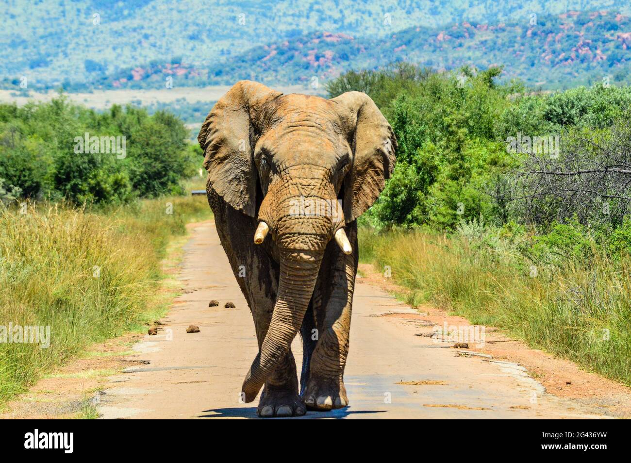 Großer und musthafrikanischer Elefant (Loxodonta Africana) Straßensperre in einem südafrikanischen Naturschutzgebiet Stockfoto