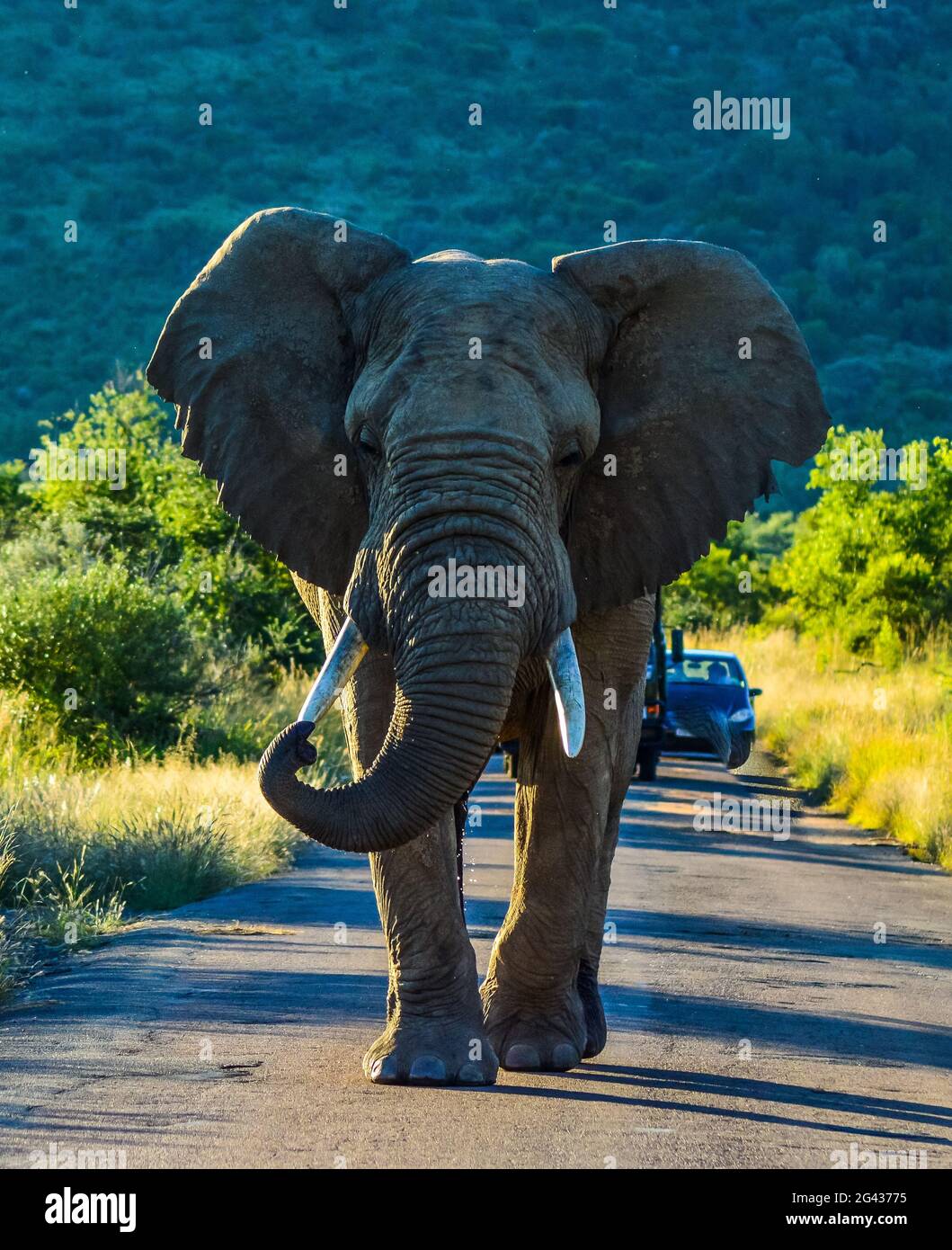 Ein eineinziger aggressiver afrikanischer Elefant ( Loxodonta Africana), der während einer Safari in Afrika die Straße im Pilanesberg Nationalpark blockiert Stockfoto