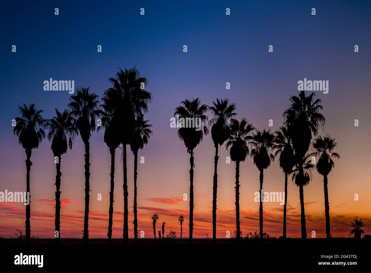 Silhouettierte Palmen gegen launischen Himmel bei Sonnenuntergang Stockfoto