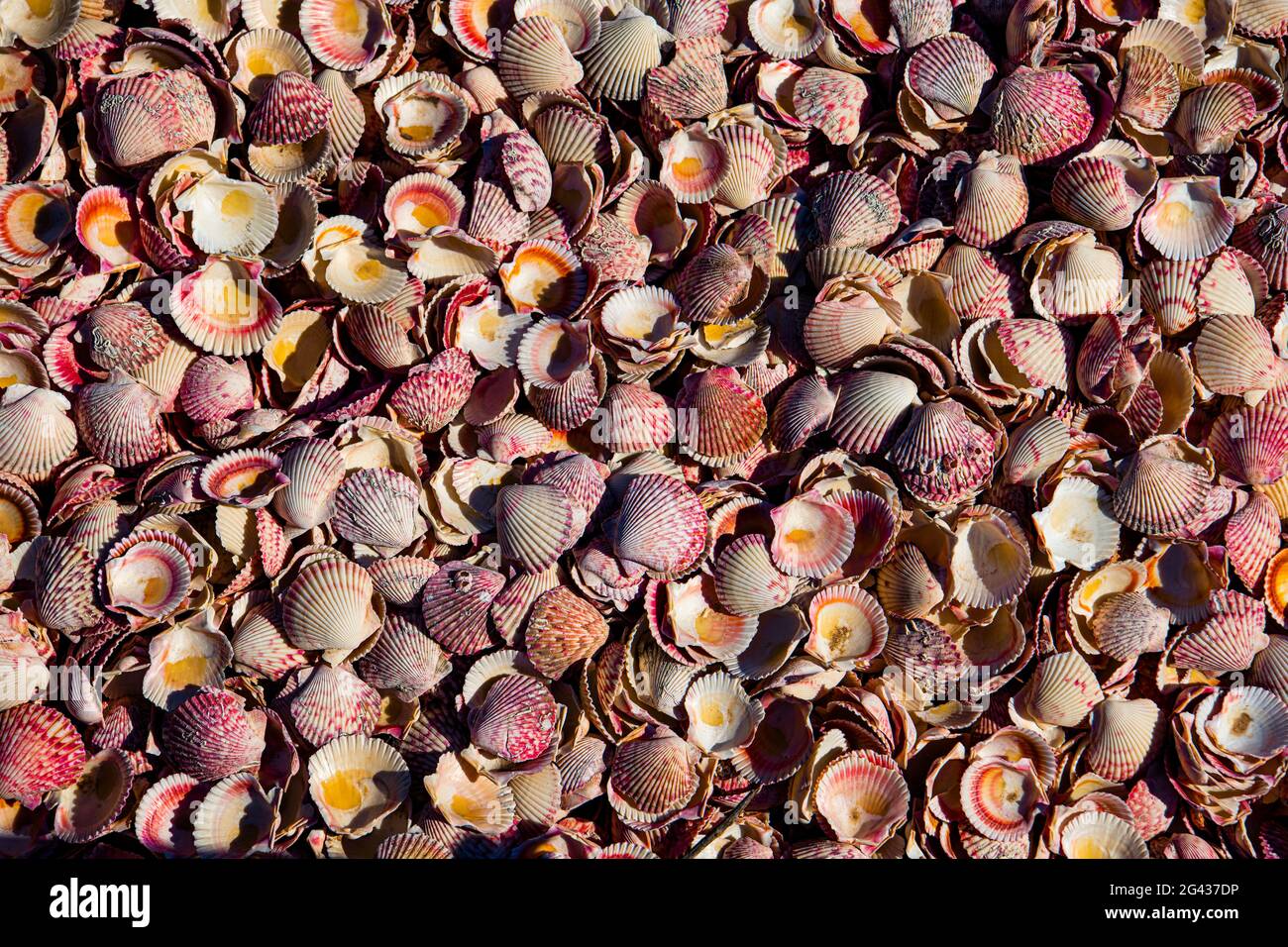 Voller Rahmen von Muscheln von Pacific Calico Jakobsmuschel Stockfoto