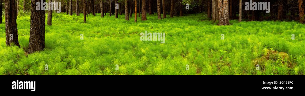 Ackerschachtelhalm (Equisetum arvense) wächst auf Waldboden Stockfoto