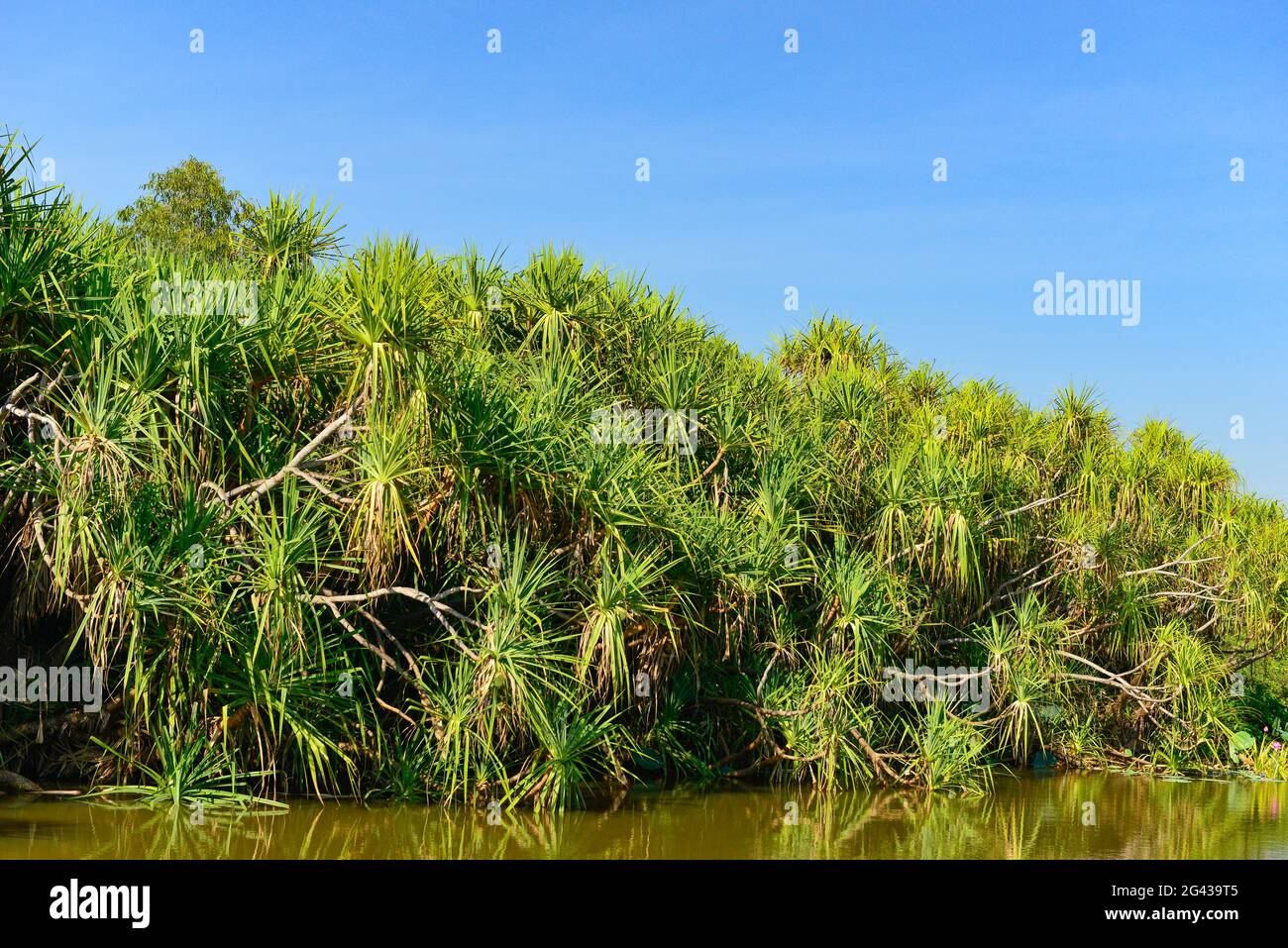 Palmen am Fluss und Ufervegetation, Cooinda, Kakadu National Park, Northern Territory, Australien Stockfoto