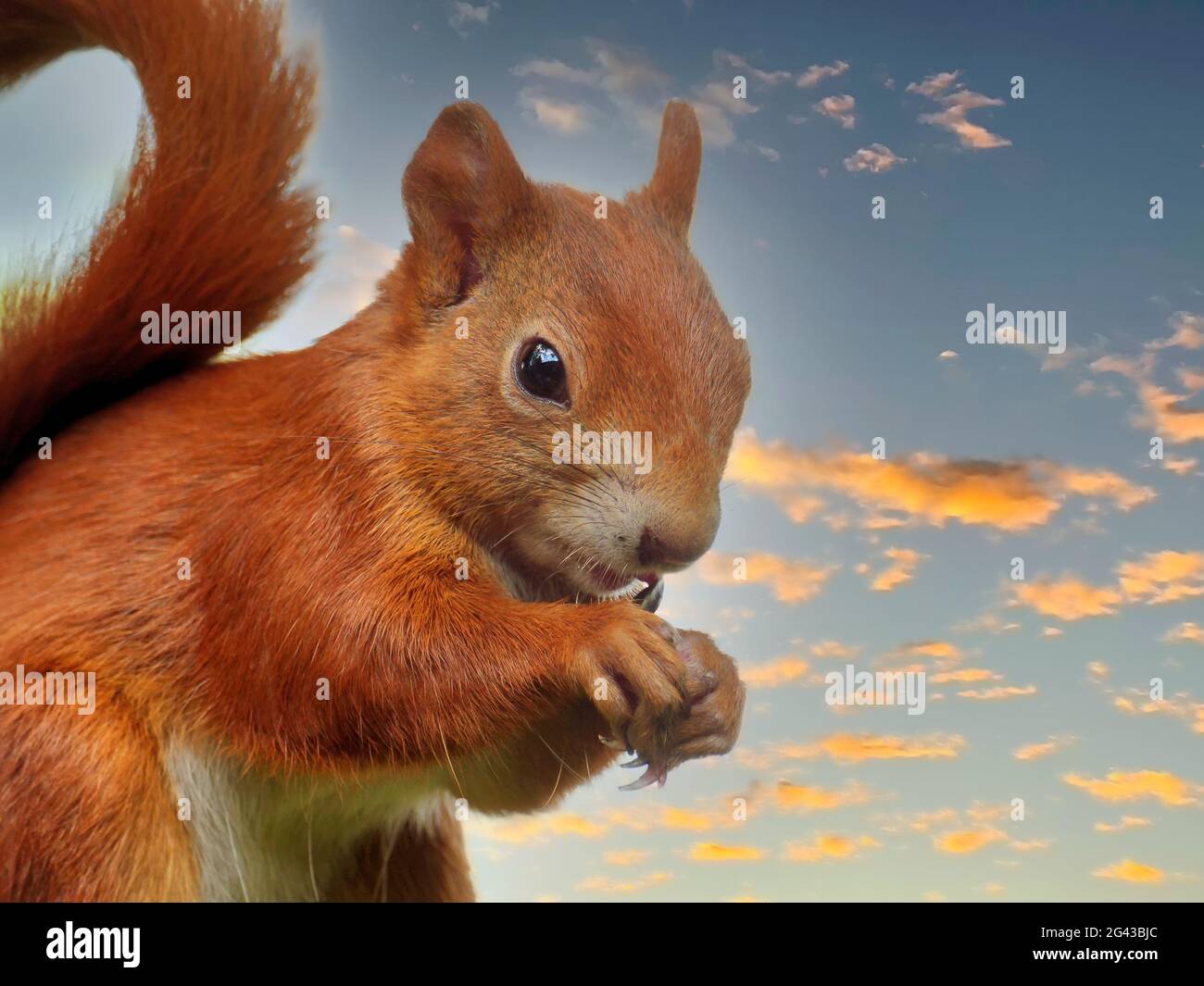 Rotes Eichhörnchen, das Vogelsamen füttert Stockfoto