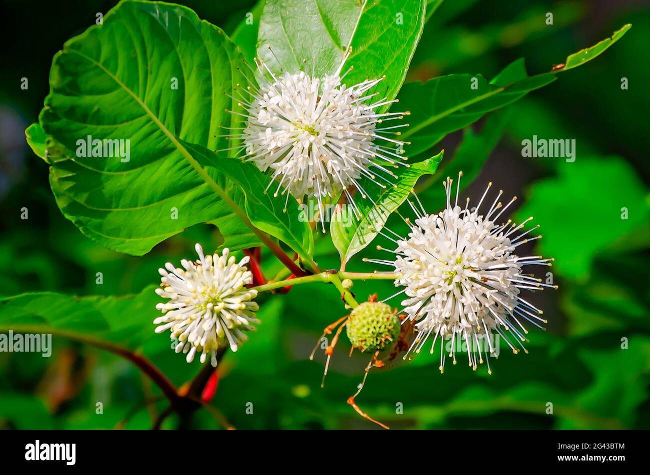 Buttonbush ist im Audubon Bird Sanctuary am 17. Juni 2021 in Dauphin Island, Alabama, abgebildet. Buttonbusch ist auch als Buttonweilow bekannt. Stockfoto