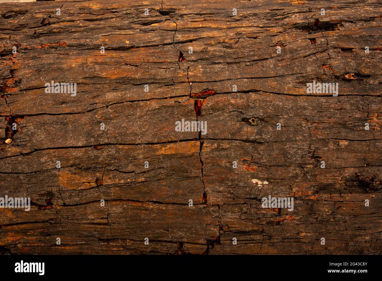 Rissige Textur aus versteinertem Holz Stockfoto