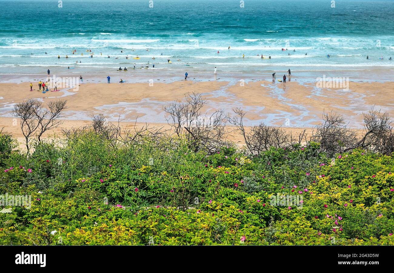 Blühende Rosenblumen und Meeresstrand Stockfoto