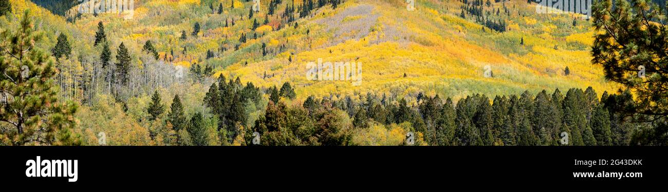 Wald mit Espenbäumen und Bergen im Herbst, Colorado, USA Stockfoto