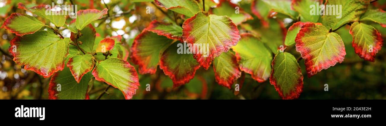 Nahaufnahme der Blätter in Herbstfarben Stockfoto