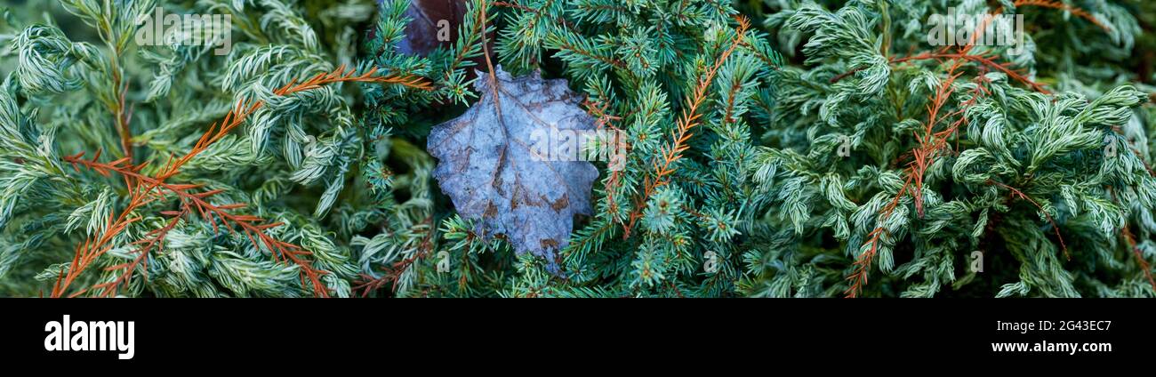Nahaufnahme von immergrünen Baumnadeln Stockfoto