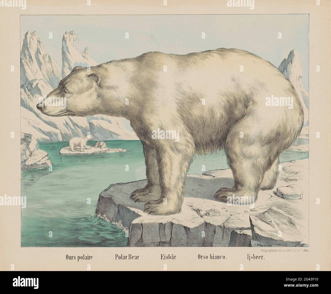 Unsere Polar / Eisbär / Orso Bianco. / Eisbär. Ein Eisbär in einer Poollandschaft. Im Hintergrund klettern drei Eisbären auf einem Eislicht. Rechts unten nummeriert: Nr. 28A. Stockfoto