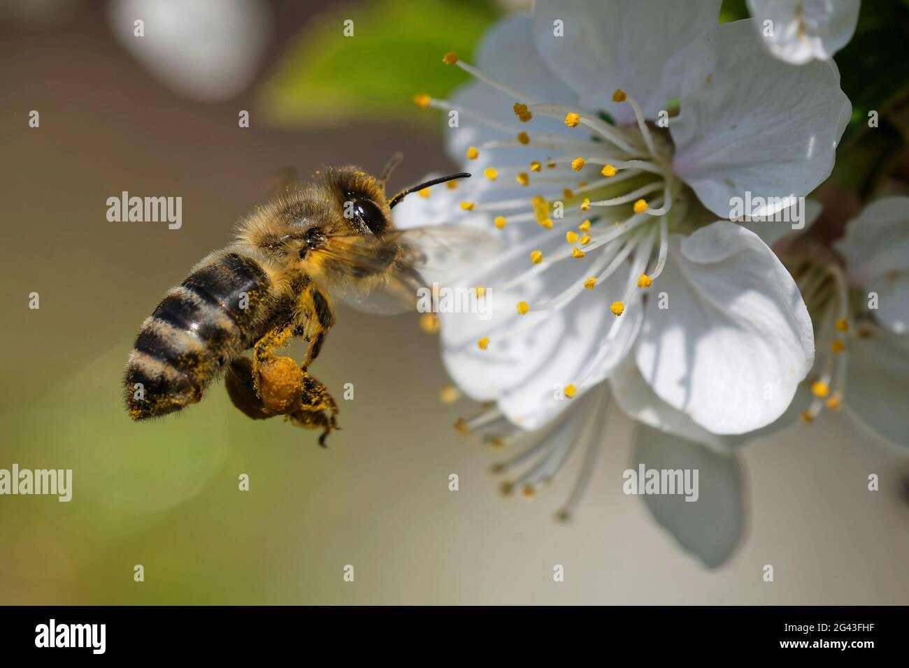 Honigbiene bestäubt eine Blüte Stockfoto