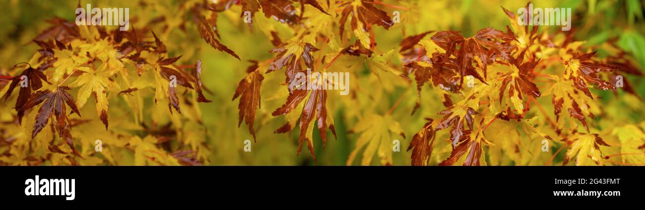 Nahaufnahme von gelben und braunen japanischen Ahornblättern im Herbst Stockfoto