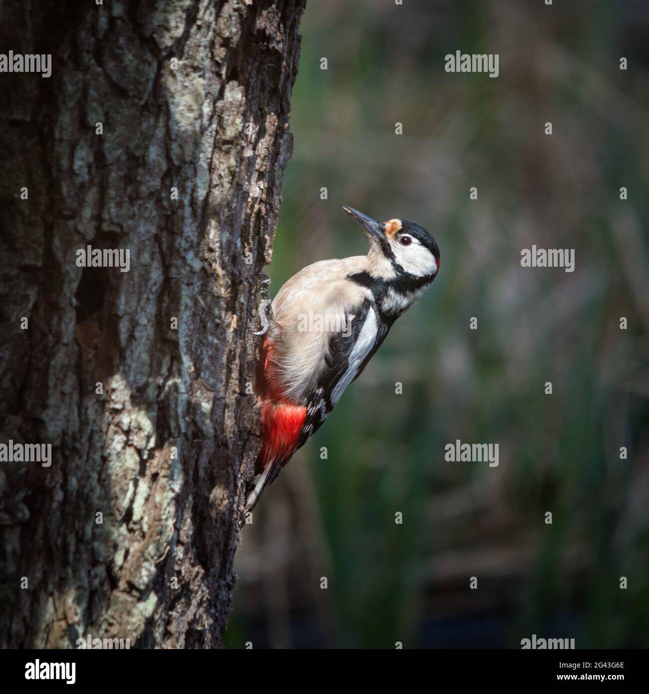 Großer Specht, der auf einem Baumstamm sitzt Stockfoto