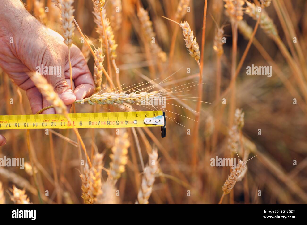 Landwirt untersuchen und messen mit Lineal Weizenohren auf landwirtschaftlichem Feld. Umfassendes Erntekonzept Stockfoto