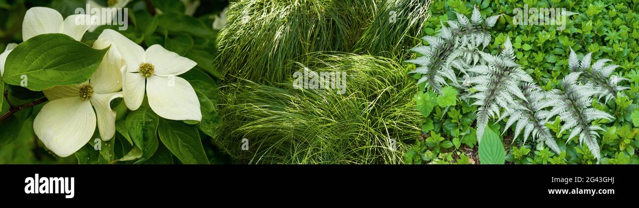 Digitaler Verbund aus Magnolienblüten, grünem Gras und Farnen Stockfoto