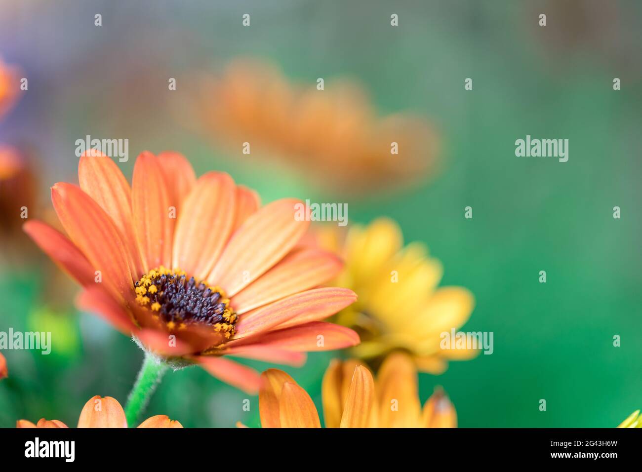 Schöne Frühlingsblüte, Grußkarte. Gerbera Stockfoto