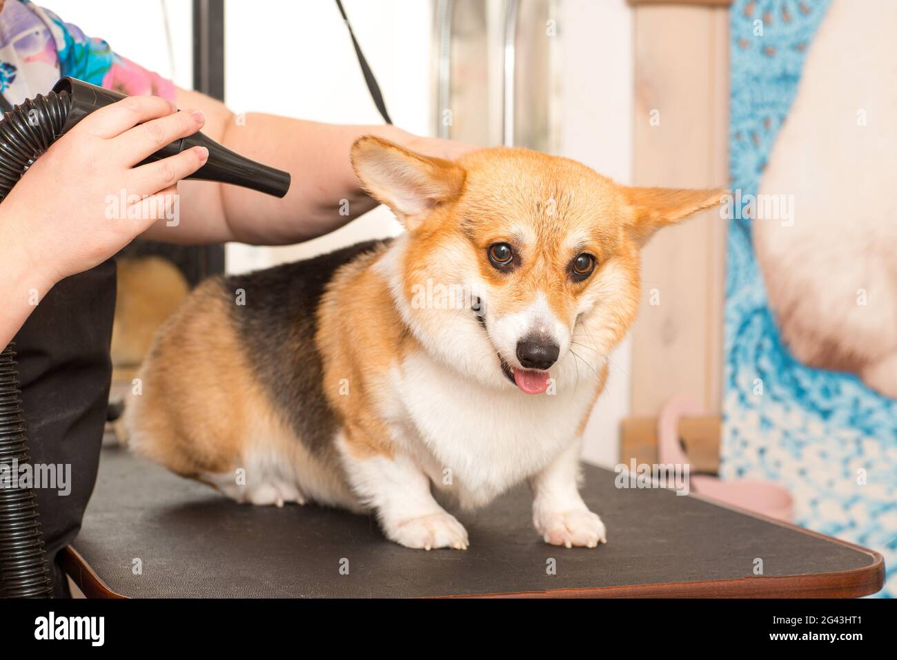 Hund Corgi Trocknen Haustier Pflege und Frisur Stockfoto