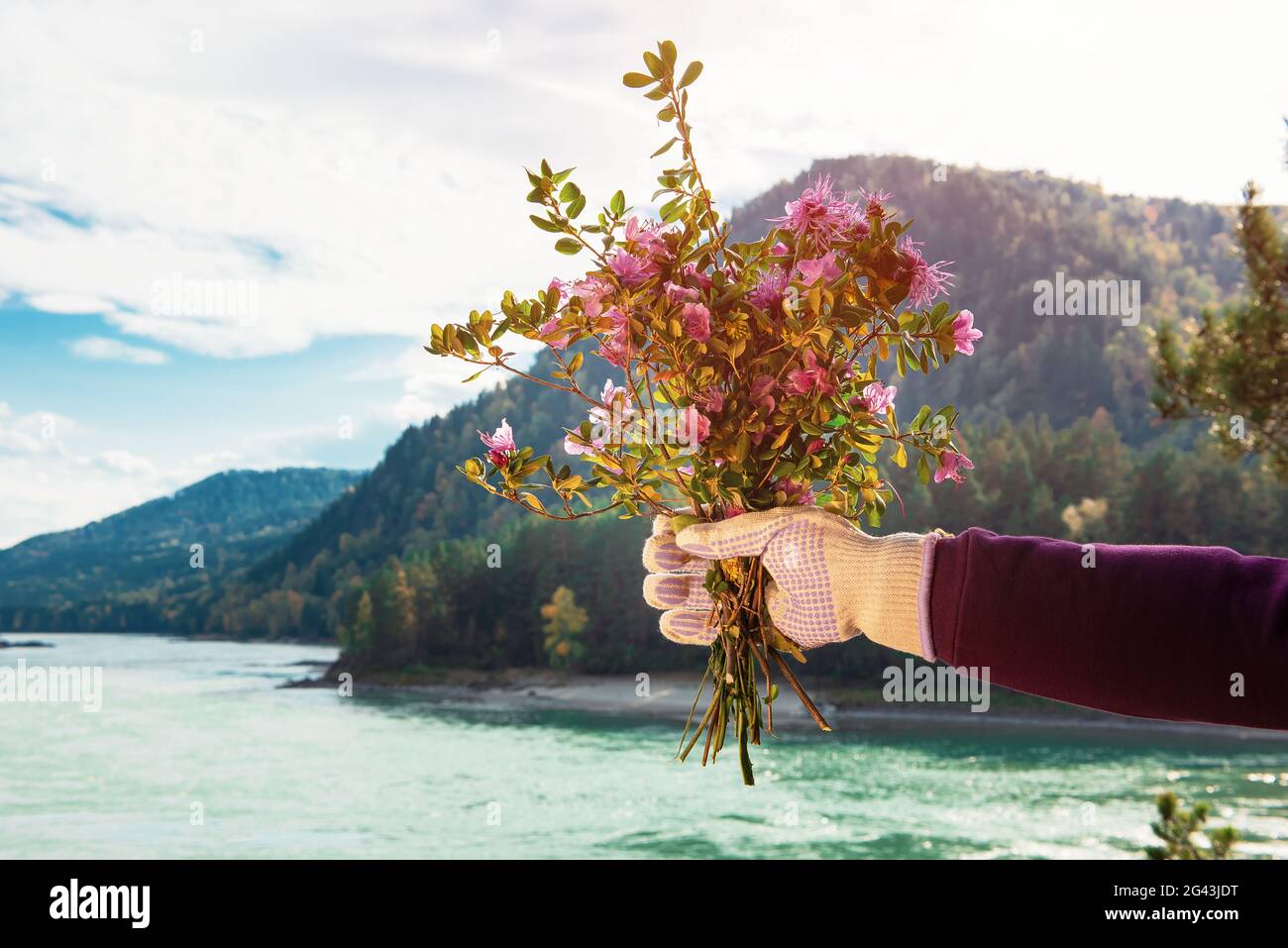Blumenstrauß in der Hand einer Frau mit Handschuhen Stockfoto