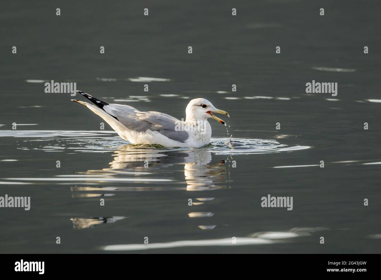 Tropft aus seinem schnabel Fotos und Bildmaterial in hoher Auflösung Alamy