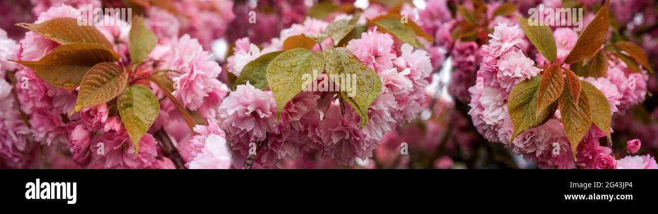 Nahaufnahme der rosa Kirschblüte im Frühling Stockfoto