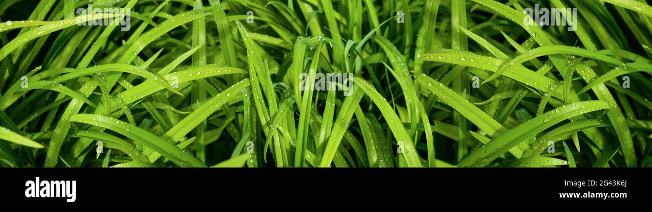 Nahaufnahme von grünem Gras mit Regentropfen Stockfoto