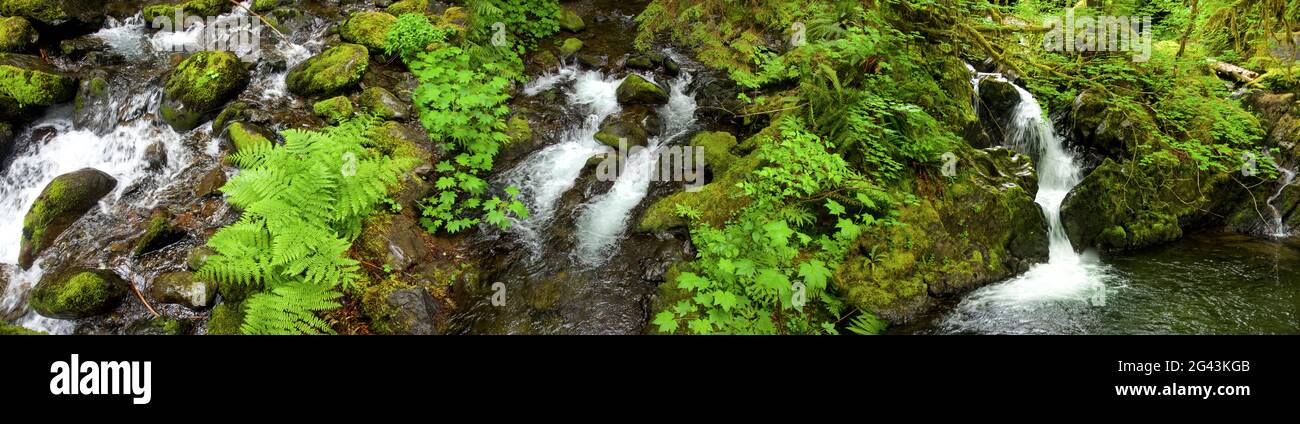 Bach- und moosbedeckte Felsen, Quinault Rainforest, Washington, USA Stockfoto